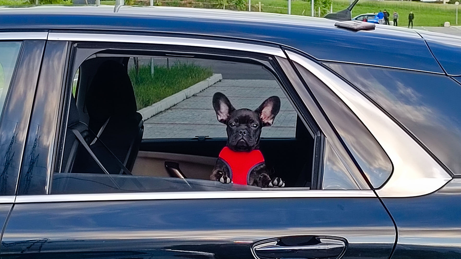pes v avtu