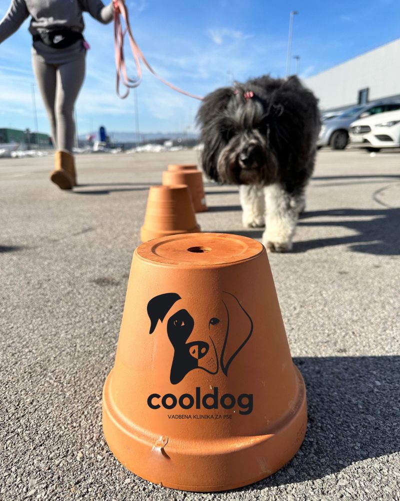 Kodrast pes na povodcu voha ob vrsti obrnjenih glinenih lončkov z logotipom CoolDog