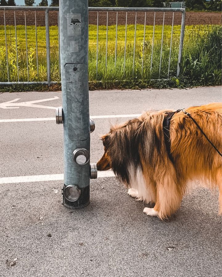 Šeltski ovčar na povodcu z nosom išče vonj v dozi na drogu
